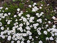 Corbeille d'argent, Iberis Sempervirens (fam Brassicacees) (Europe meridionale) (1) (Photo F. Mrugala)